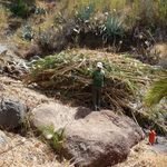 El Cabildo vincula empleo para mayores de 60 años y conservación del territorio a través de Plánta-te
