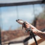 El Cabildo refuerza la protección del Lagarto Gigante de con un nuevo servicio de control de depredadores y seguimiento
