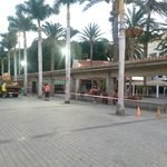 San Sebastián de La Gomera retira una palmera caída en la Plaza de Las Américas y se inspecciona el estado del ejemplar